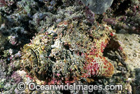 Extremely venomous Reef Stonefish Photo - Gary Bell
