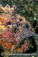 Reef Stonefish Synanceia verrucosa Photo - Gary Bell