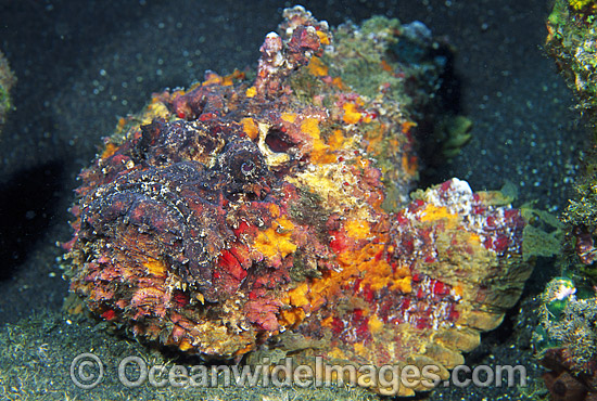 Reef Stonefish Synanceia verrucosa photo Reef Stonefish Synanceia verrucosa photo