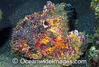 Reef Stonefish Synanceia verrucosa Photo - Gary Bell