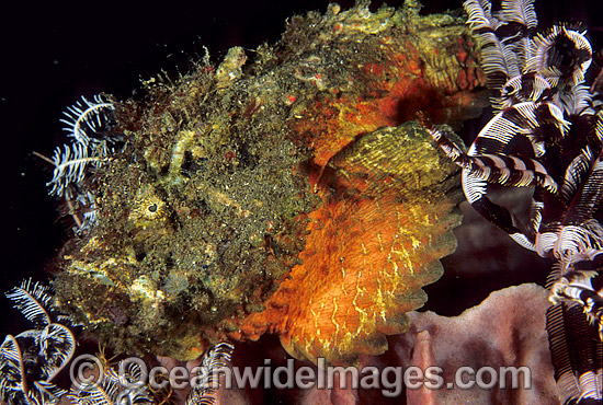 Reef Stonefish on Barrel Sponge photo Reef Stonefish on Barrel Sponge photo