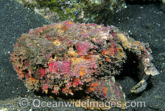 Reef Stonefish Synanceia verrucosa photo Reef Stonefish Synanceia verrucosa photo