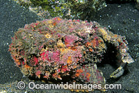 Reef Stonefish Synanceia verrucosa Photo - Gary Bell