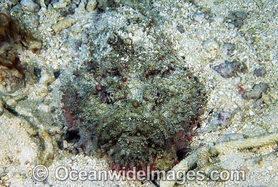 Estuarine Stonefish Synanceia horrida hunting photo Estuarine Stonefish Synanceia horrida hunting photo