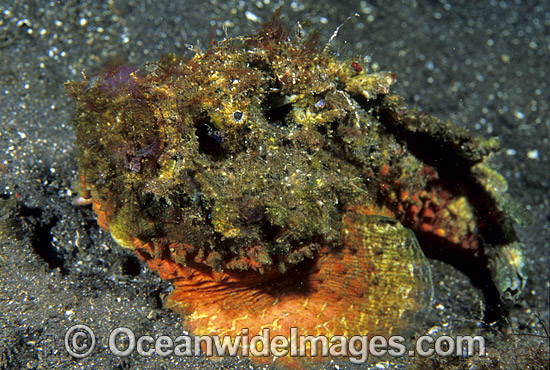 Extremely venomous Reef Stonefish photo Extremely venomous Reef Stonefish photo