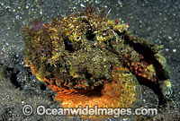 Extremely venomous Reef Stonefish Photo - Gary Bell