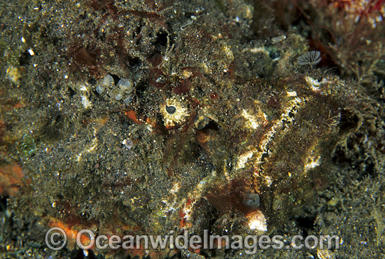 Reef Stonefish photo Reef Stonefish photo