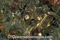 Reef Stonefish Photo - Gary Bell