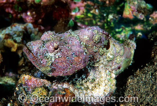 False Stonefish Scorpaenopsis diabolus photo False Stonefish Scorpaenopsis diabolus photo