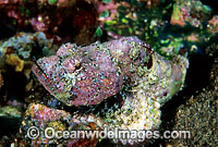 False Stonefish Scorpaenopsis diabolus Photo - Gary Bell