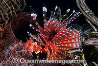 Zebra Lionfish Dendrochirus zebra Photo - Gary Bell