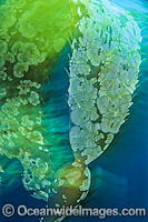 Giant Kelp Gas filled floats Photo - Gary Bell