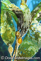 Giant Kelp Gas filled floats Photo - Gary Bell