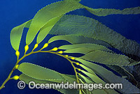 Giant Kelp Gas filled floats Photo - Gary Bell
