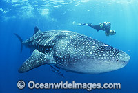 Whale Shark and Scuba Diver Photo - Gary Bell
