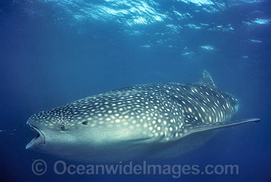 Whale Shark feeding photo