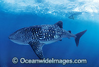 Whale Shark with Scuba Diver Photo - Gary Bell