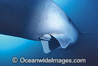 Whale Shark reproductive claspers Photo - Gary Bell