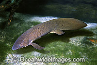Australian Lungfish Neoceratodus forsteri Photo - Rudie Kuiter