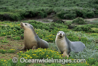 Australian Sea Lions cows Photo - Gary Bell