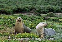 Australian Sea Lions cows Photo - Gary Bell