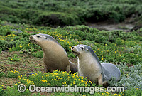 Australian Sea Lions cows Photo - Gary Bell