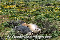 Australian Sea Lions resting Photo - Gary Bell