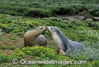 Australian Sea Lions cows Photo - Gary Bell