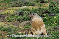 Australian Sea Lion cow Photo - Gary Bell