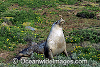 Australian Sea Lion cow Photo - Gary Bell