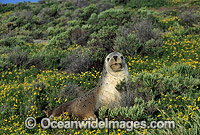 Australian Sea Lion cow Photo - Gary Bell