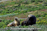 Australian Sea Lions bull with cow Photo - Gary Bell
