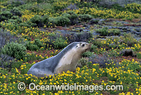 Australian Sea Lion cow Photo - Gary Bell