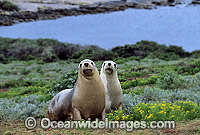 Australian Sea Lions cows Photo - Gary Bell