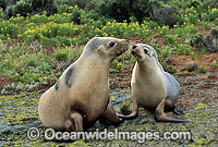 Australian Sea Lions Neophoca cinerea Photo - Gary Bell