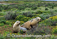 Australian Sea Lions cows Photo - Gary Bell