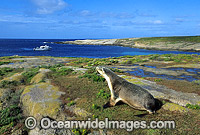 Australian Sea Lion cow Photo - Gary Bell