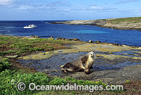 Australian Sea Lion cow Photo - Gary Bell