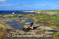 Australian Sea Lion cow Photo - Gary Bell