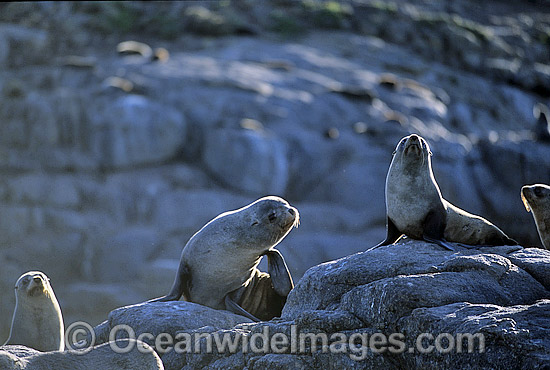 Australian Sea Lions cows photo Australian Sea Lions cows photo