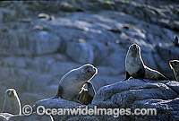 Australian Sea Lions cows Photo - Gary Bell