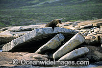 Australian Sea Lion Neophoca cinerea Photo - Gary Bell