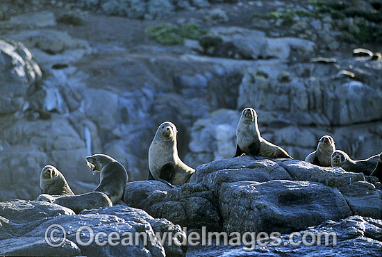 Australian Sea Lions cows photo Australian Sea Lions cows photo