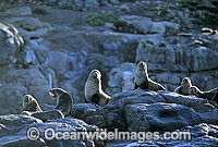 Australian Sea Lions cows Photo - Gary Bell