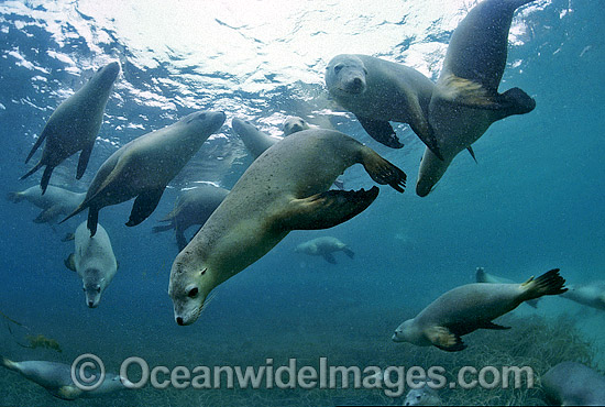 Australian Sea Lions Hopkins Island photo Australian Sea Lions Hopkins Island photo