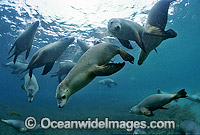 Australian Sea Lions Hopkins Island Photo - Gary Bell