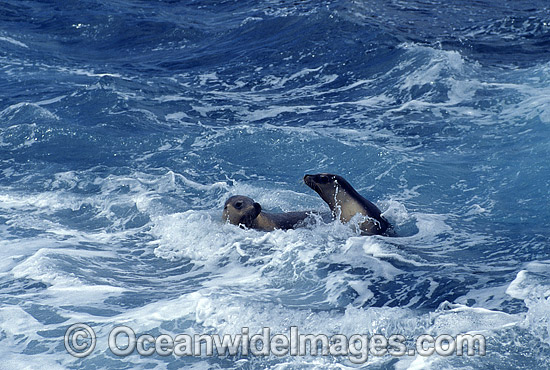 Australian Sea Lions Neophoca cinerea photo Australian Sea Lions Neophoca cinerea photo