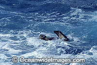 Australian Sea Lions Neophoca cinerea Photo - Gary Bell