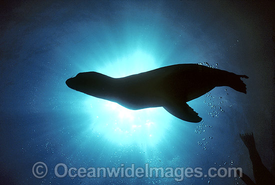 New Zealand Fur Seal photo