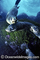 Australian Fur Seal Arctocephalus pusillus pups Photo - Gary Bell